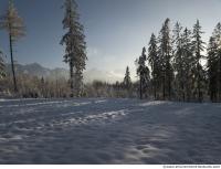 background forest winter 0003